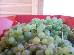 Preparing grapes